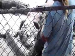 Аллигатор прикусил руку