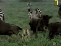 Жестокий животный мир