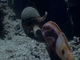 Жестокий подводный мир