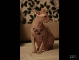 Тату на кошаке