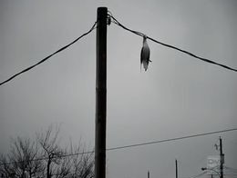 Птичка застряла в проводах