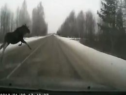 Три январских лося