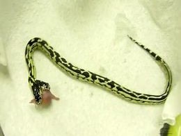 Две головы одной змеи борятся за еду