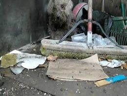 Спасение слепой собаки