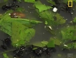 Болезненный ритуал