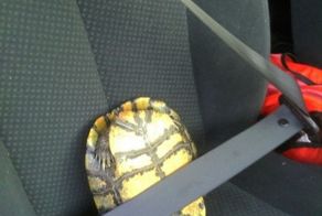 Смешная фотогалерея