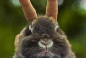 Смешная фотогалерея