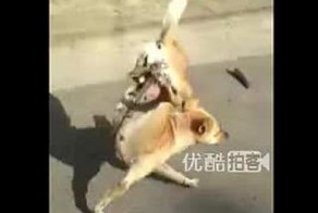 Бедное животное