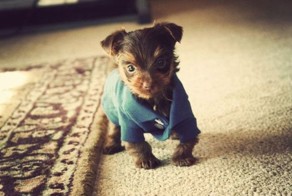 Смешная фотогалерея