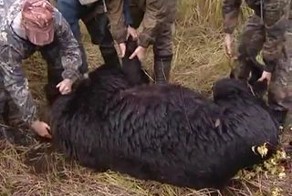 Убили мишку