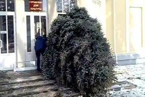 Как погубить дерево