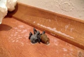 Тошный паразит