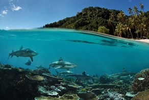 Фотоприкол