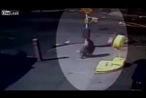 Озверевший питбуль