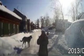 Собаки покусали женщину