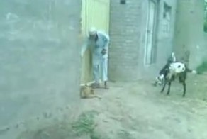 Таскает за хвост