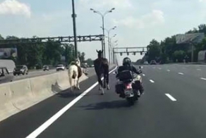 Лошади на МКАД