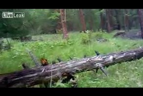 Охота на медведя