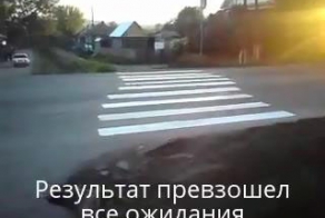 Зебра