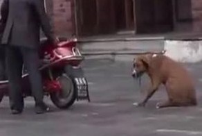 Издевательства над питомцем