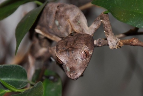 Листохвостый мадагаскарский геккон (30 фото)