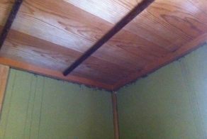 Нехитрый способ избавиться от пчел (12 фото)