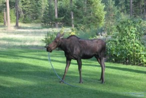 Фотоприкол