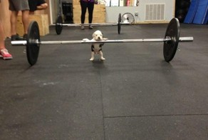 Фотоприкол