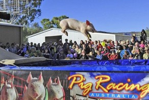 Смешная фотогалерея