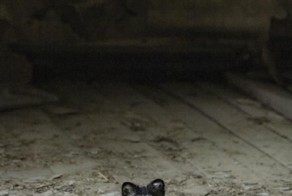 Фото прикол