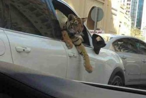 Фотоприкол фото