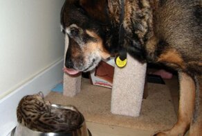 Смешной фотоприкол