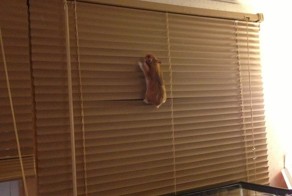 Смешные рисунки