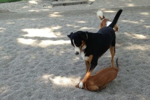 Бесплатный фотоприкол