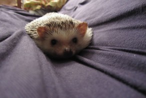 Прикольные фото и картинки от zubrilov за 27.08.2013 №1202135