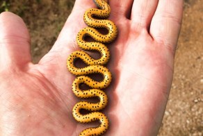 Пикантный фотоприкол