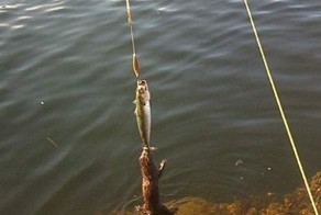 Фото прикол