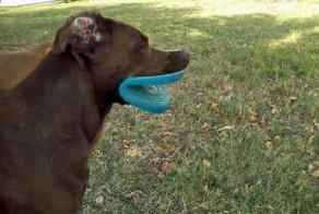 Фотоприкол онлайн