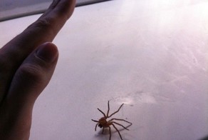 Фотоприкол