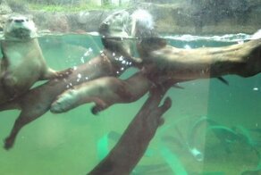 Юмор прикол