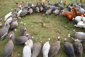 Прикол картинка