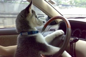 Бесплатно фото