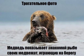 Взаимопомощь животных