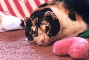 Героический поступок кошки Скарлетт