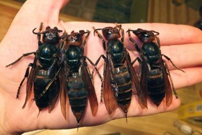 Полчища шершней терроризируют Китай
