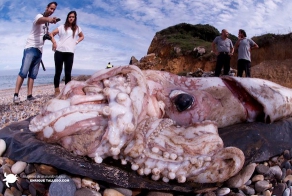 Гигантский кальмар!