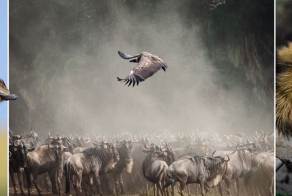 Кровавое сафари: жестокая, но красивая природа