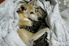 Милая парочка