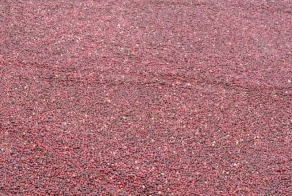 Фоторепортаж со сборов клюквы в Беларуси