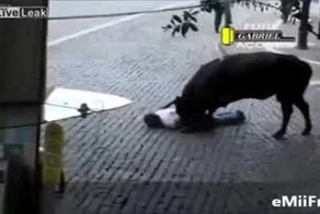 До чего доводят игры с быками